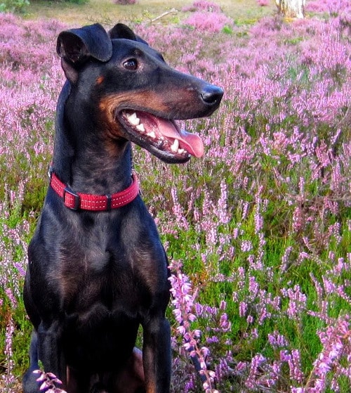 Chester in the blossoming heather field