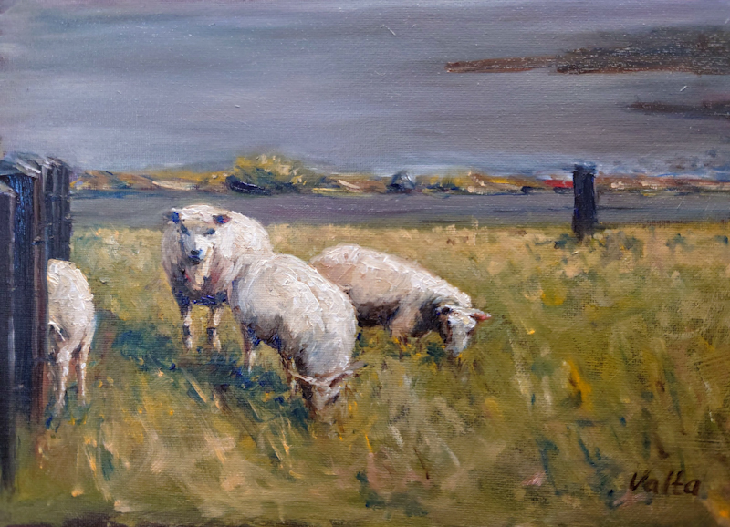 Island sheep II